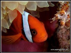 These Bridled clown fish can bite, just look at those teeth. by Yves Antoniazzo 